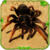 SpiderSimulator(֩��ģ����֩���һ��)