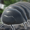 RolyPoly(Բ��������)