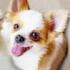 Chihuahua Dog Simulator(������ģ��������)v1.0.1 ��׿��