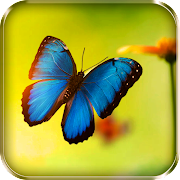 ӮButterflies Live Wallpaper