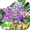 ���μǴ�Ů���������