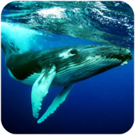 The Humpback Whales(ͷģ)