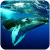The Humpback Whales(ͷģ)