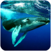 The Humpback Whales(��ͷ��ģ����)
