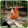 Hen Family Simulator(�ռ�Ұ��ģ����)