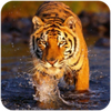 The Tiger(����֮��)