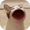 Pop cat meme����