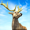 ����:��Ұ���(Hunting King : Wild Archery)