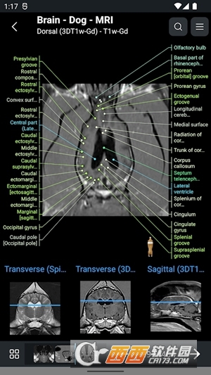 vetAnatomy׿°