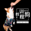 ѵ���̳�app