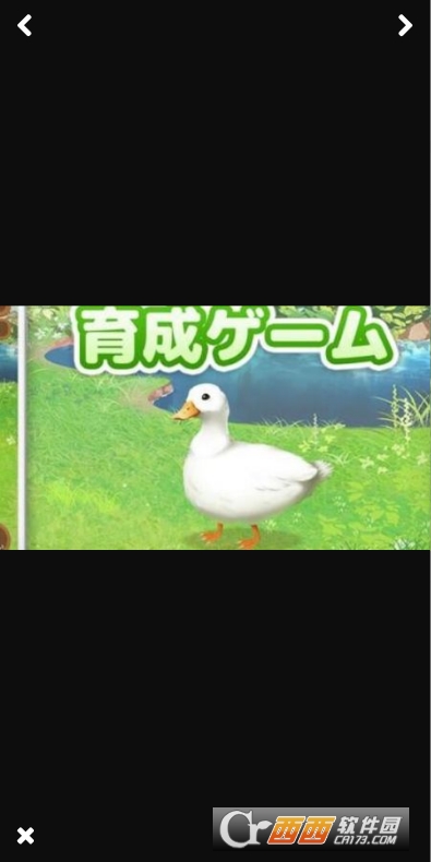 ѼduckϷ