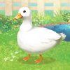 Ѽ������duck��Ϸͼ��
