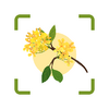 plantaeֲ��ʶ��