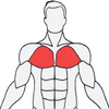 MuscleWiki������Ƶָ��ͼ��