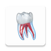 Dental Illustrations���ĸ߼���app