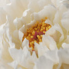 ��԰������ֽ