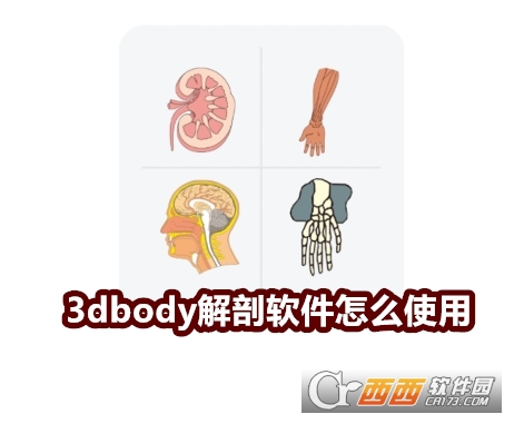 3Dbody°