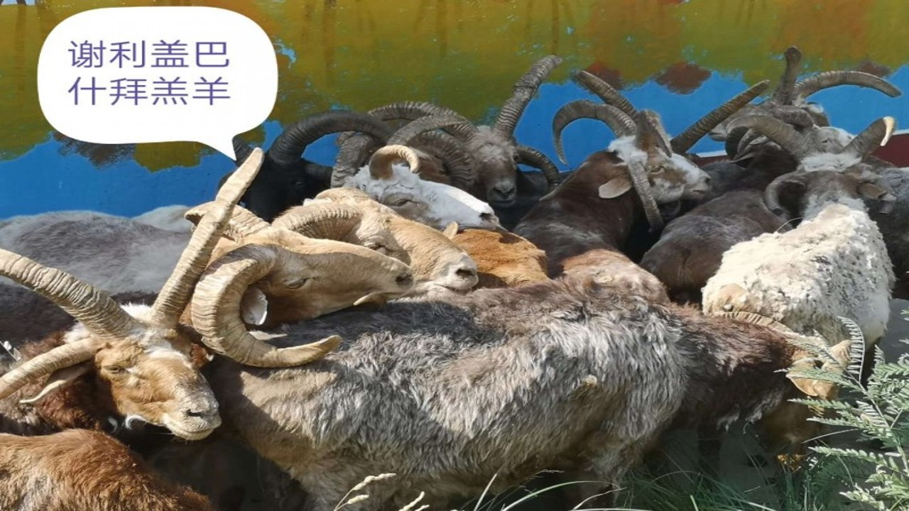 �ͷ�С�� ��ʵ��ֵ �Ը���� �������