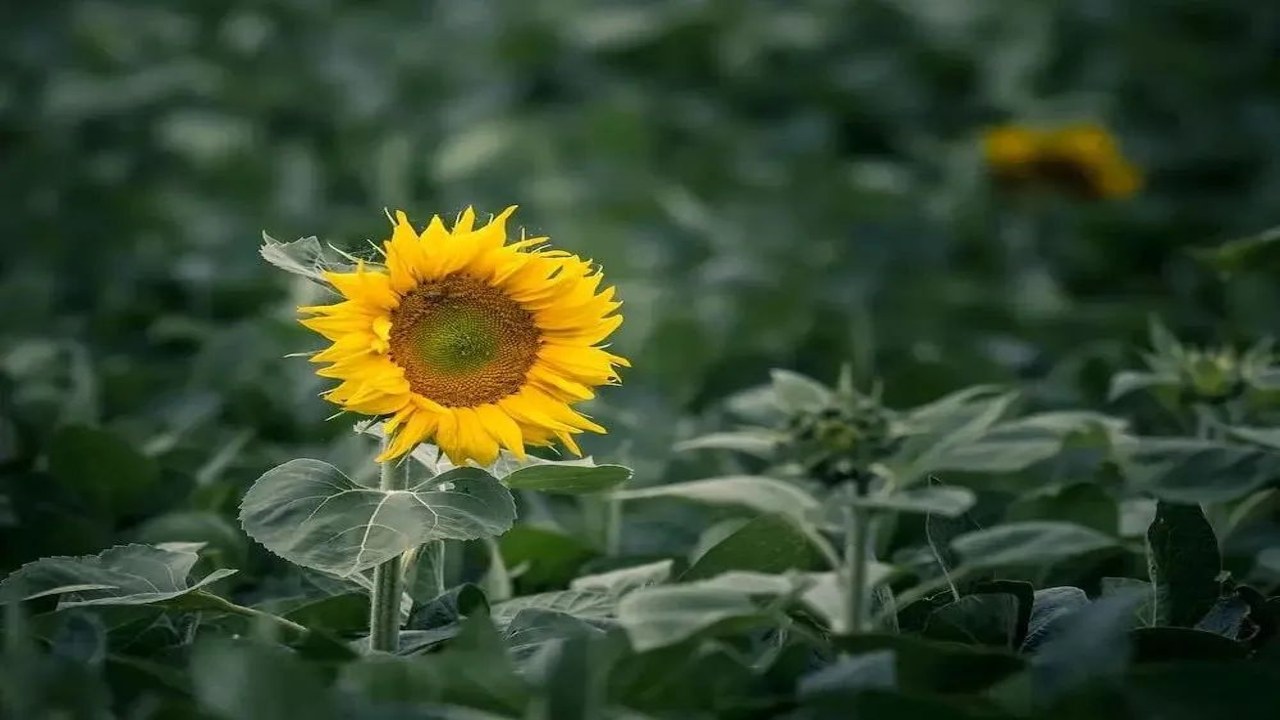 课下聊收尾技巧与印象加分策略