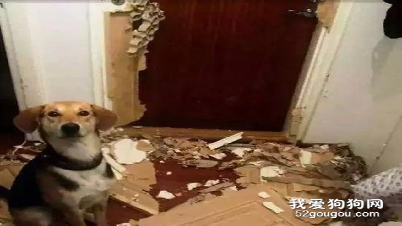 狗狗焦虑 拆家原因 分离焦虑 行为分析 图片