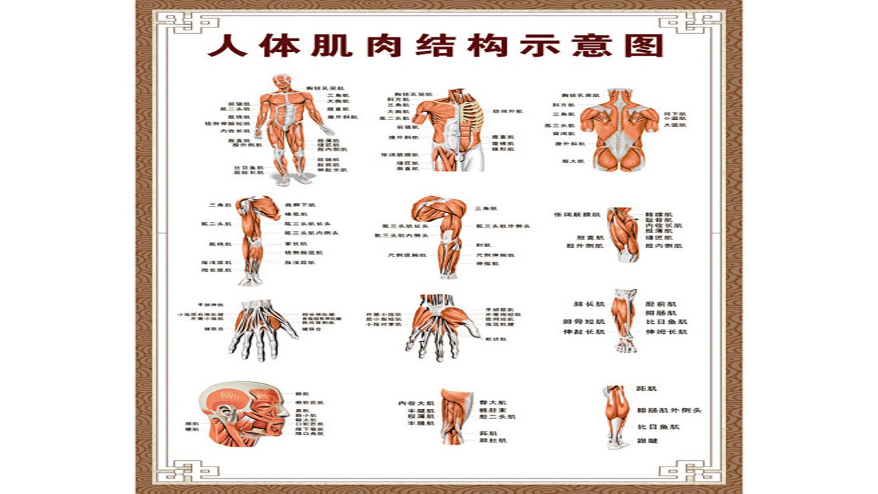 高清全身骨骼肌肉神经系统详解人体解剖学图集总览