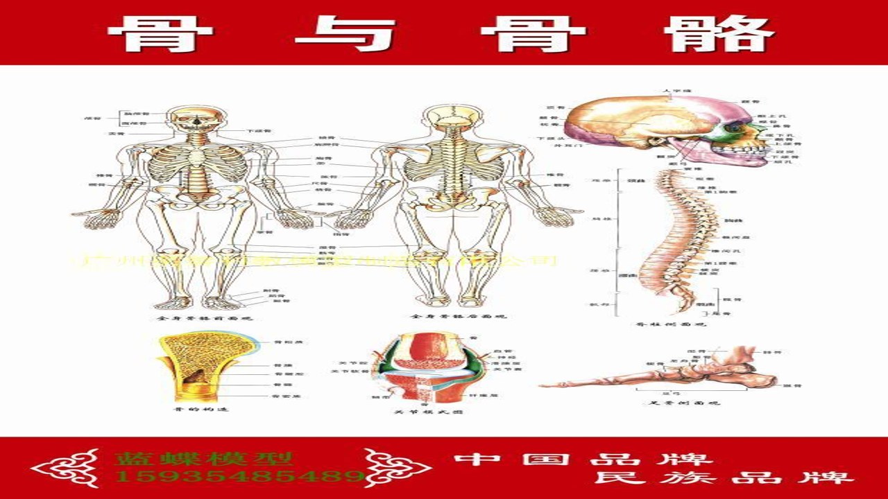 人体解剖学图集高清骨骼结构分层详解