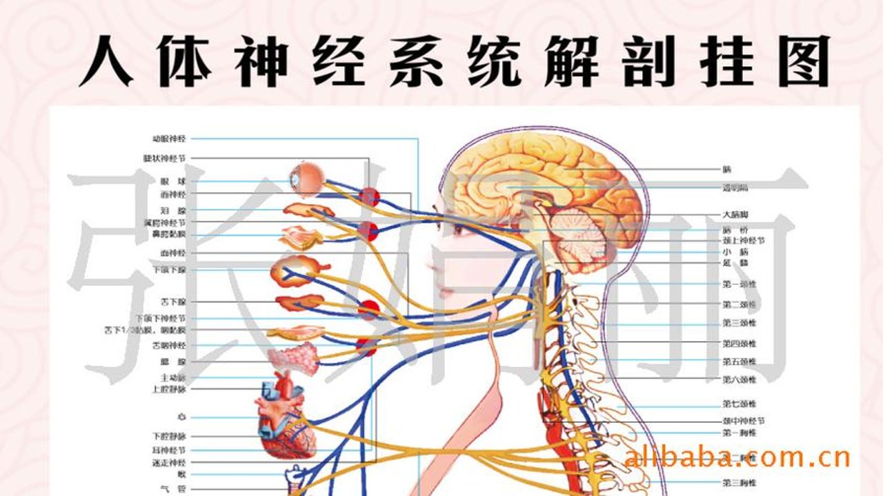 人体解剖学图集神经系统走向高清标注