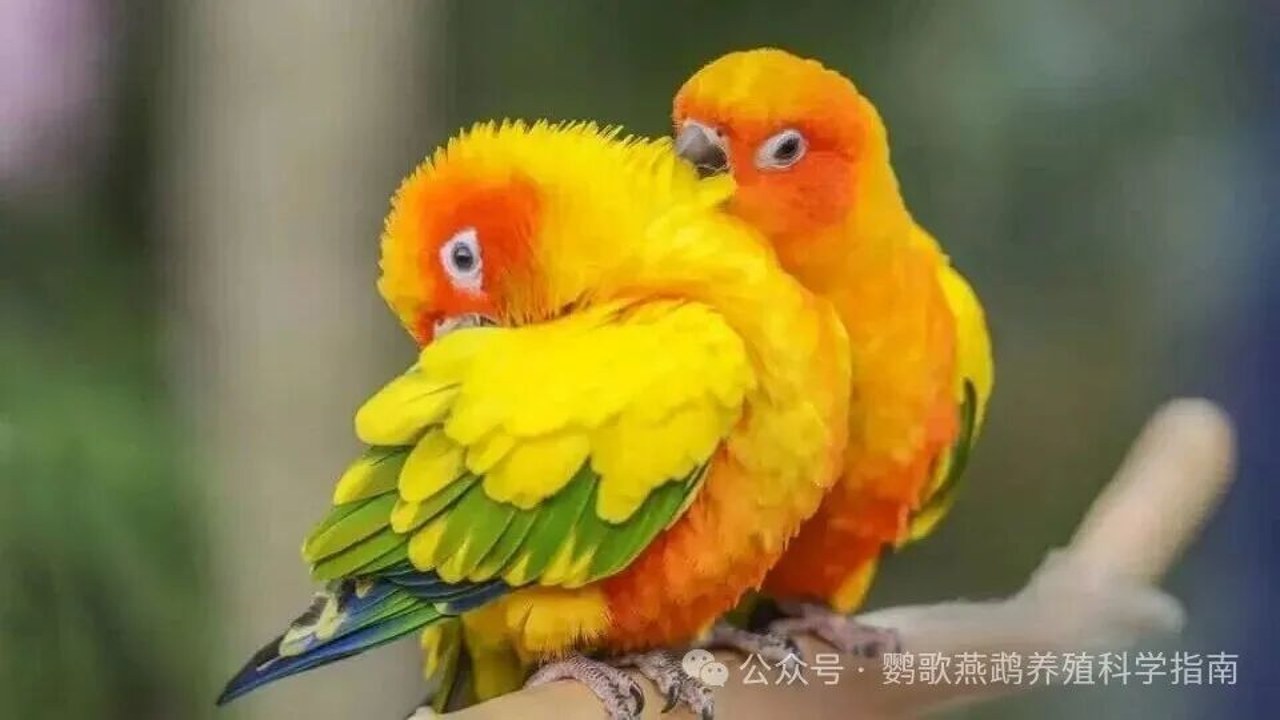 鹦鹉学习新技巧的训练记录本