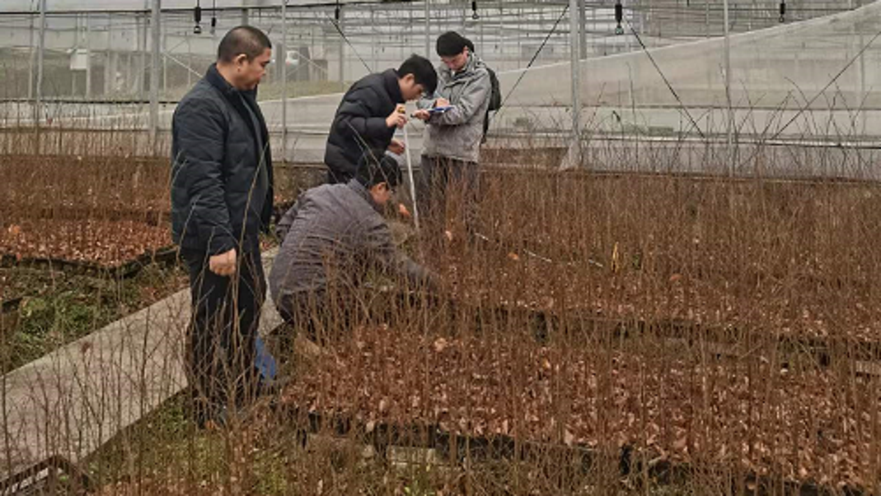 购苗木基地实地考察与苗圃挑选技巧