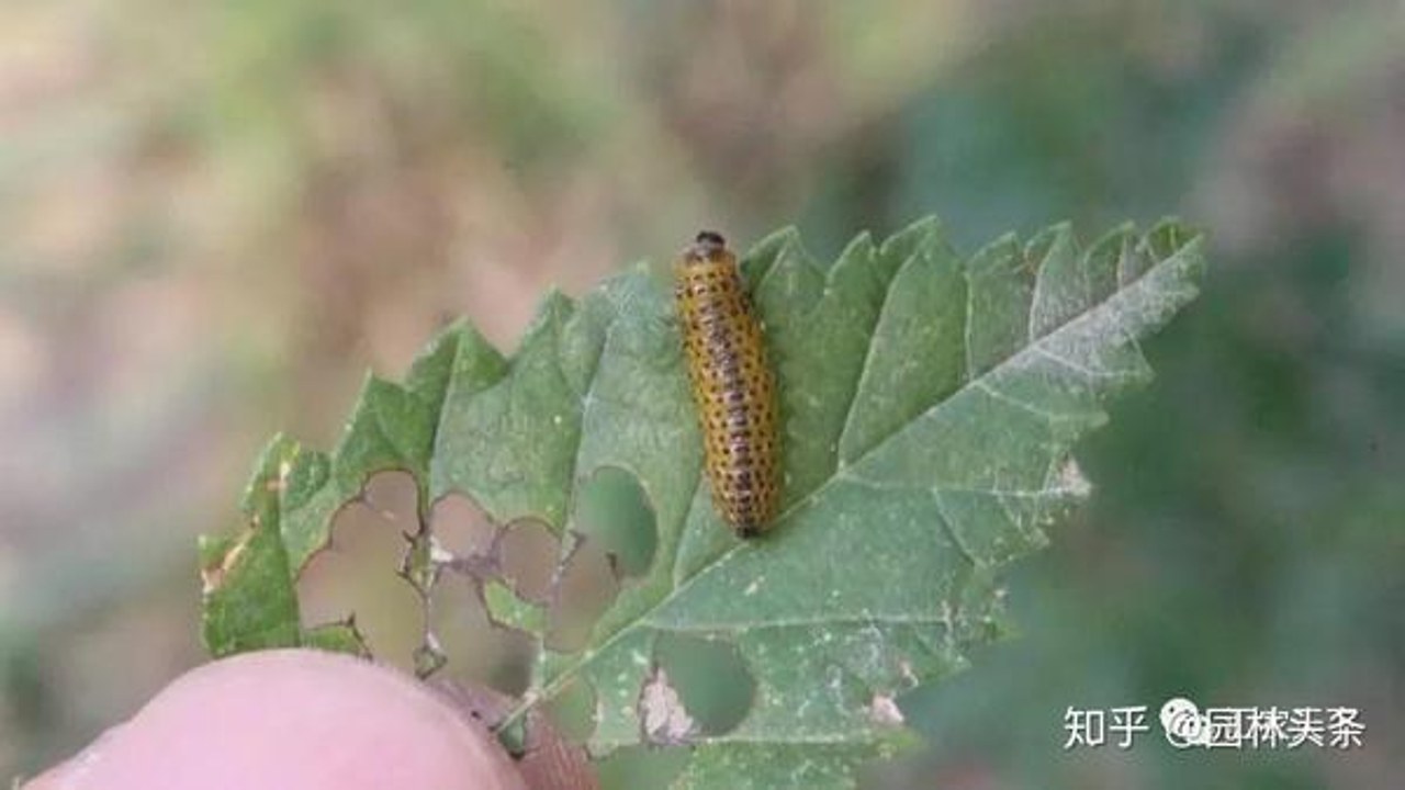 购苗木防骗技巧与病虫害检查方法