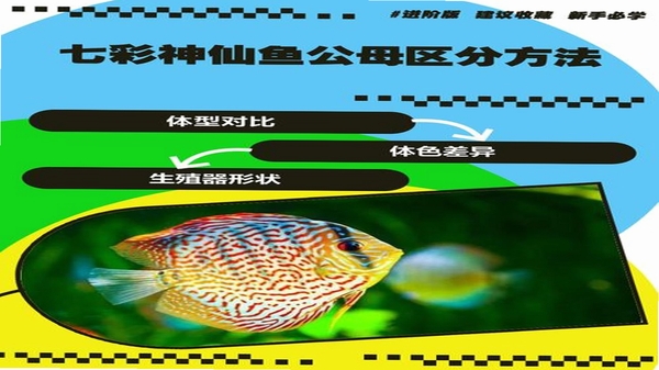 彩鱼文档扫描效果对比图