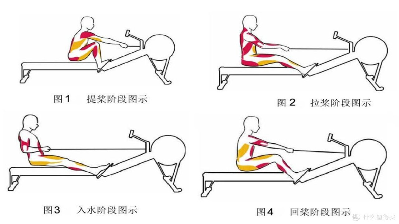 划船高高手 背部训练核心发力技巧图解