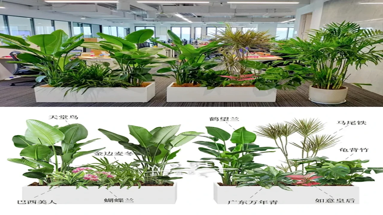 办公室角落绿植隔断与遮光帘布置细节