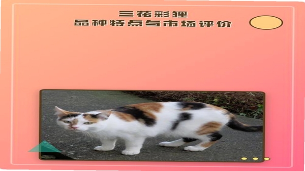 狸是谁 用户评价