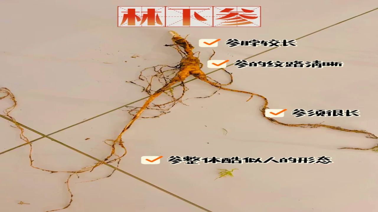小艾订参人参选购避坑指南实拍对比