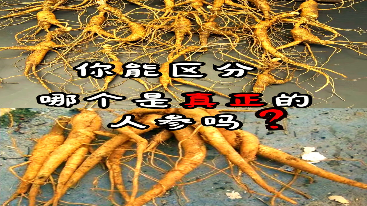 小艾订参人参珍珠疙瘩与铁线特征展示