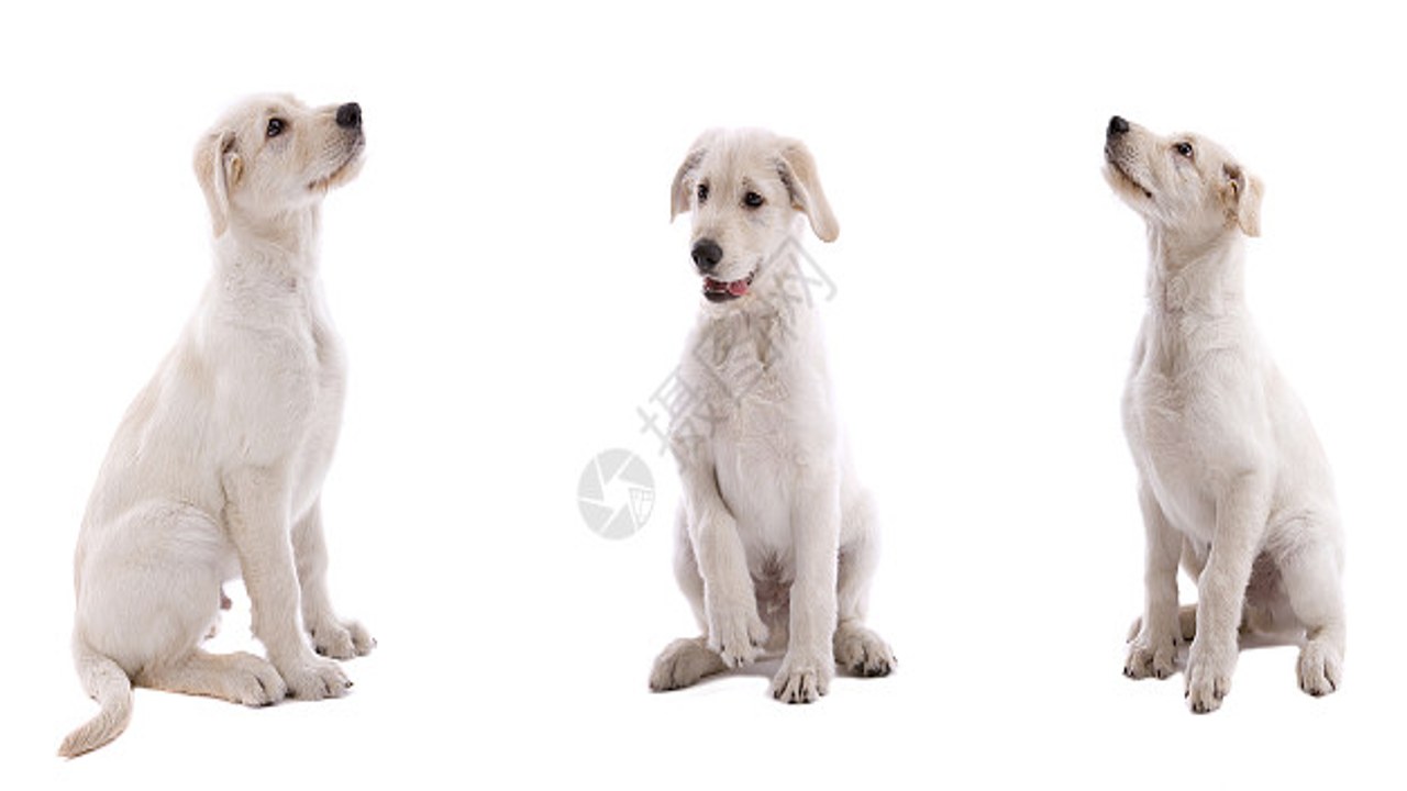 巴达狗幼犬 全身照 清晰图片