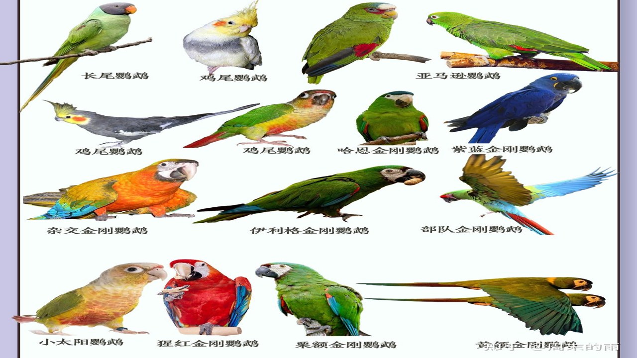 BULBUL���Ĳ�ͬ��ɫ����Աȼ��г��۸��ǩչʾ