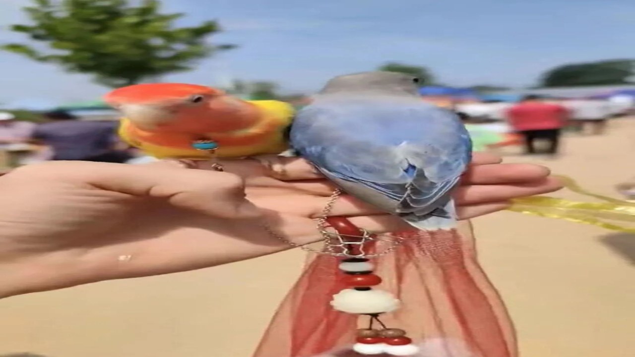 BULBUL���Ľ�ʳ�߲��뻥��ѵ������ʵ��
