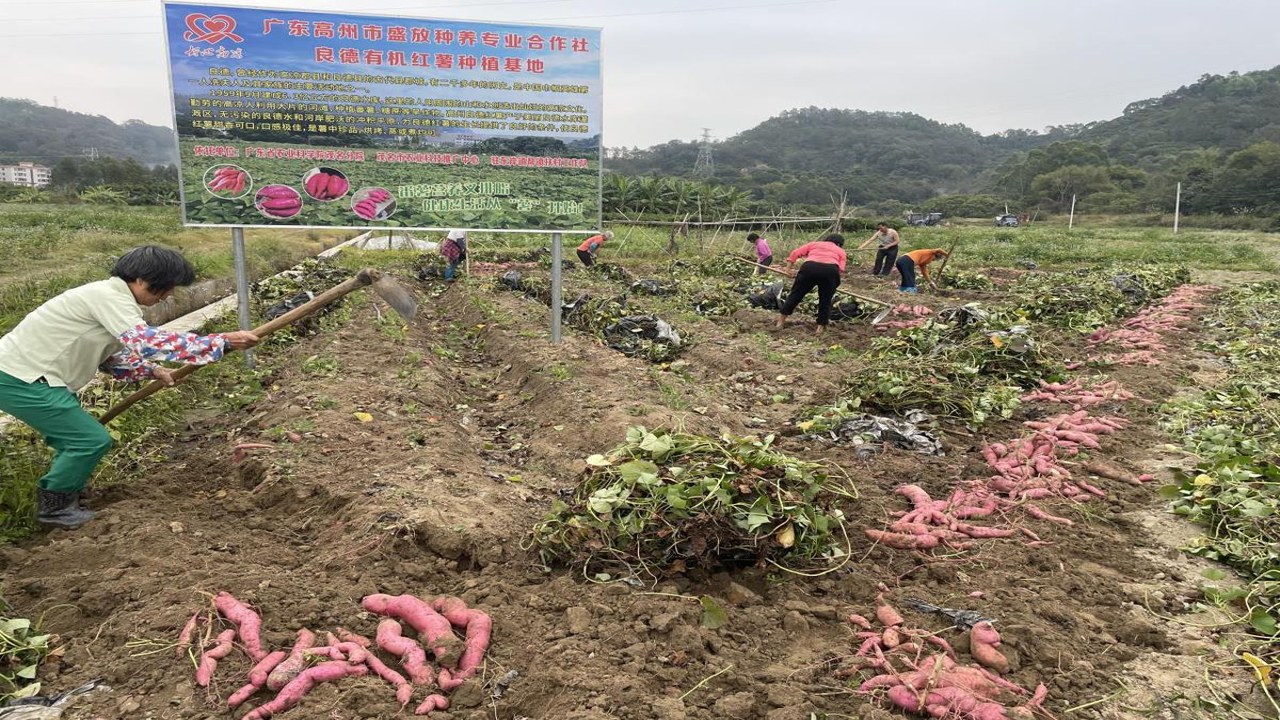 番薯地成熟采收场景,展示新鲜番薯与农户劳作画面