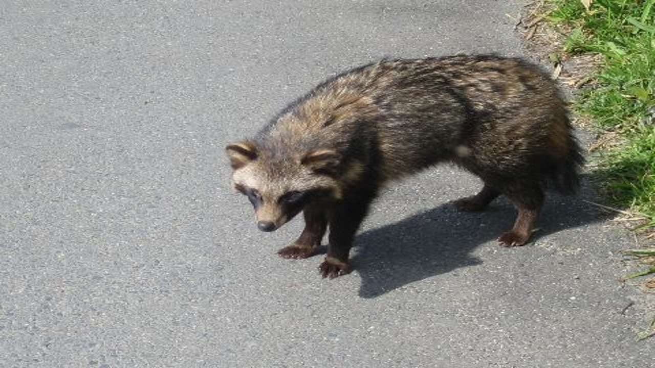 狸是谁 日本生物特征与物种辨析图解