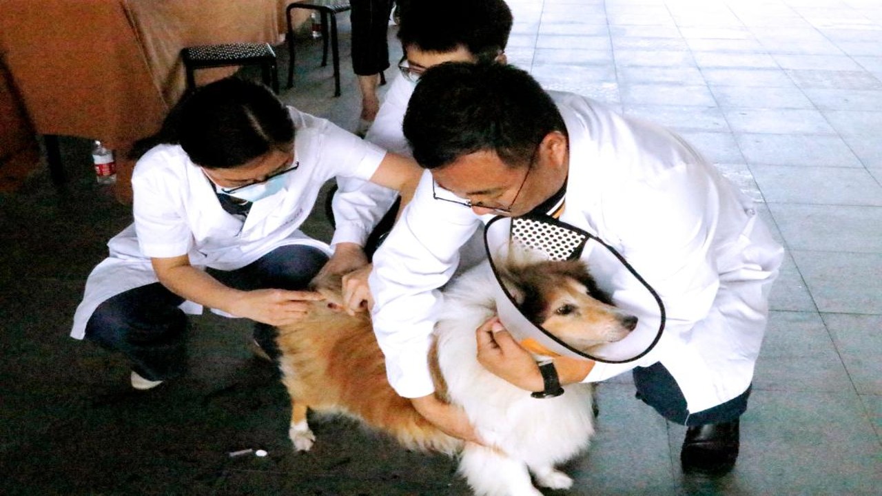 宠物居家环境安全检查与看着养