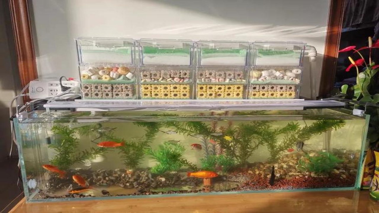 正在维护彩鱼缸过滤系统及测试水质工具