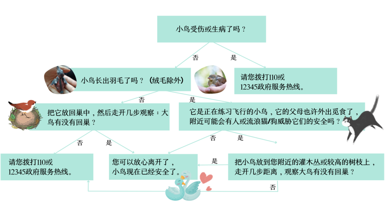 小鸟启程 科学喂养与笼子清洁日常护理细节展示
