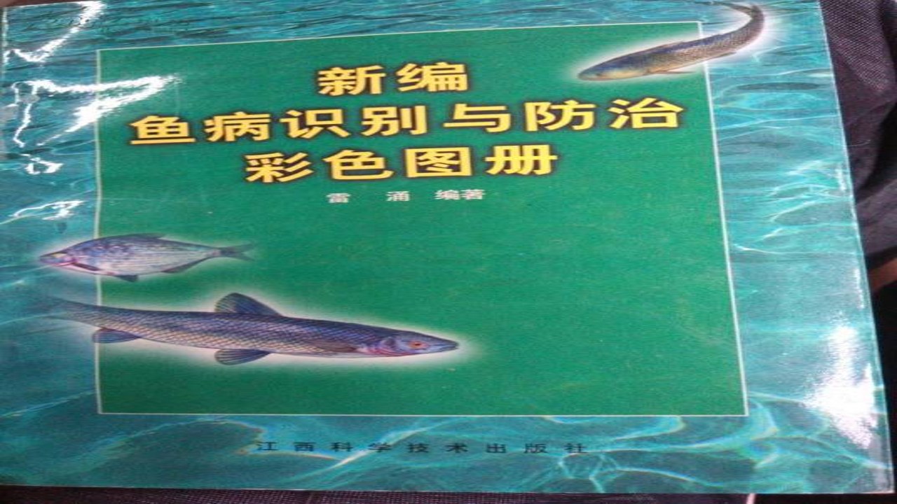 彩鱼常见疾病识别与治疗过程实拍