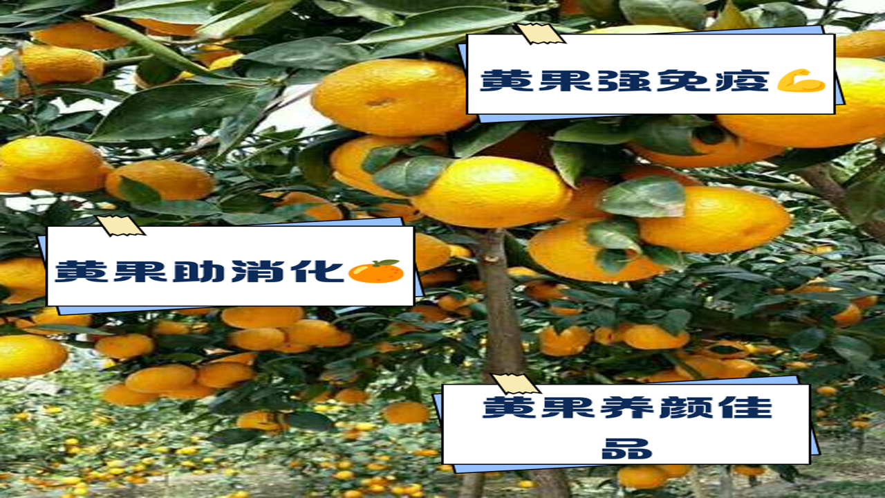 通过闻香气判断黄果甜度与新鲜度