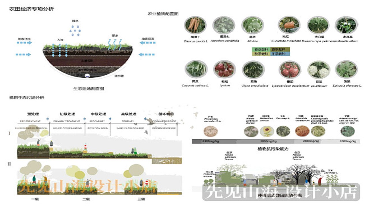 植物出击进阶种植布局示意图,展示连击区域与高效资源搭配方案