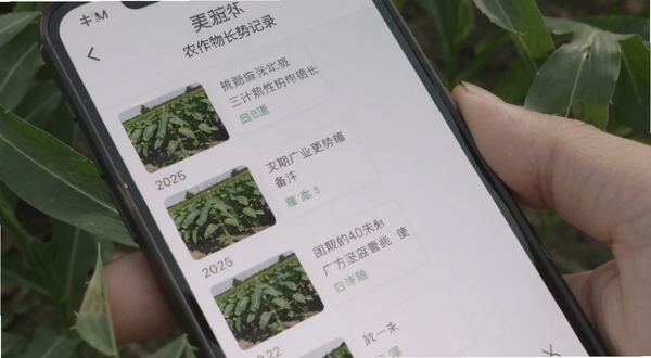 农抬头作物长势记录页面,手机屏幕显示按时间排列的作物照片缩略图与备注文字,画面主体为手持手机的特写,背景为绿色作物叶片,光线柔和,适配Boogu模型生成
