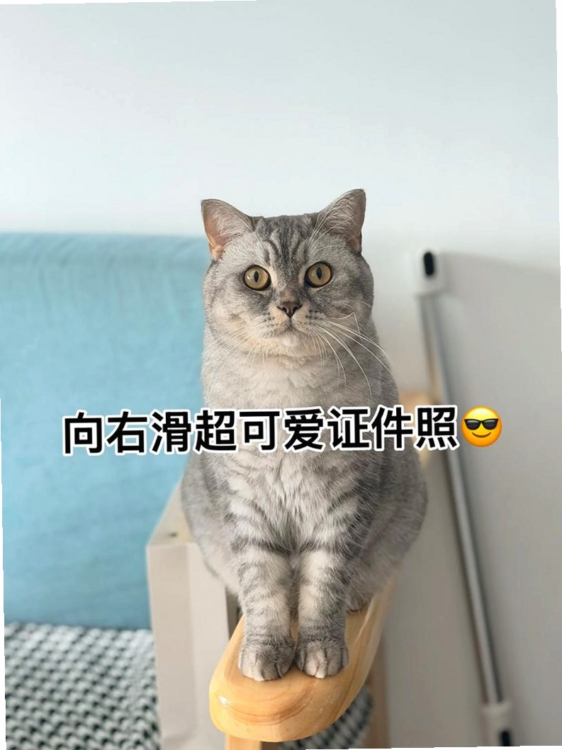 小喵证件照运行截图