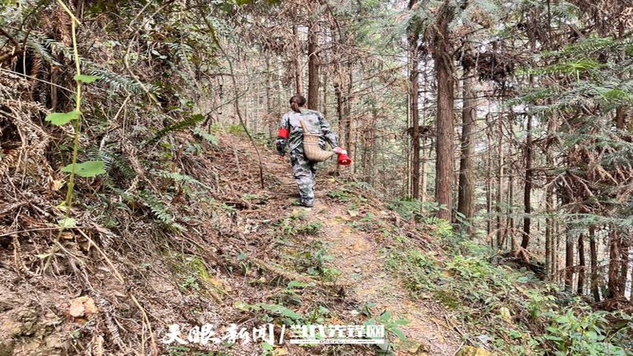 大明山巡护 护林员 山林小径 实地工作场景